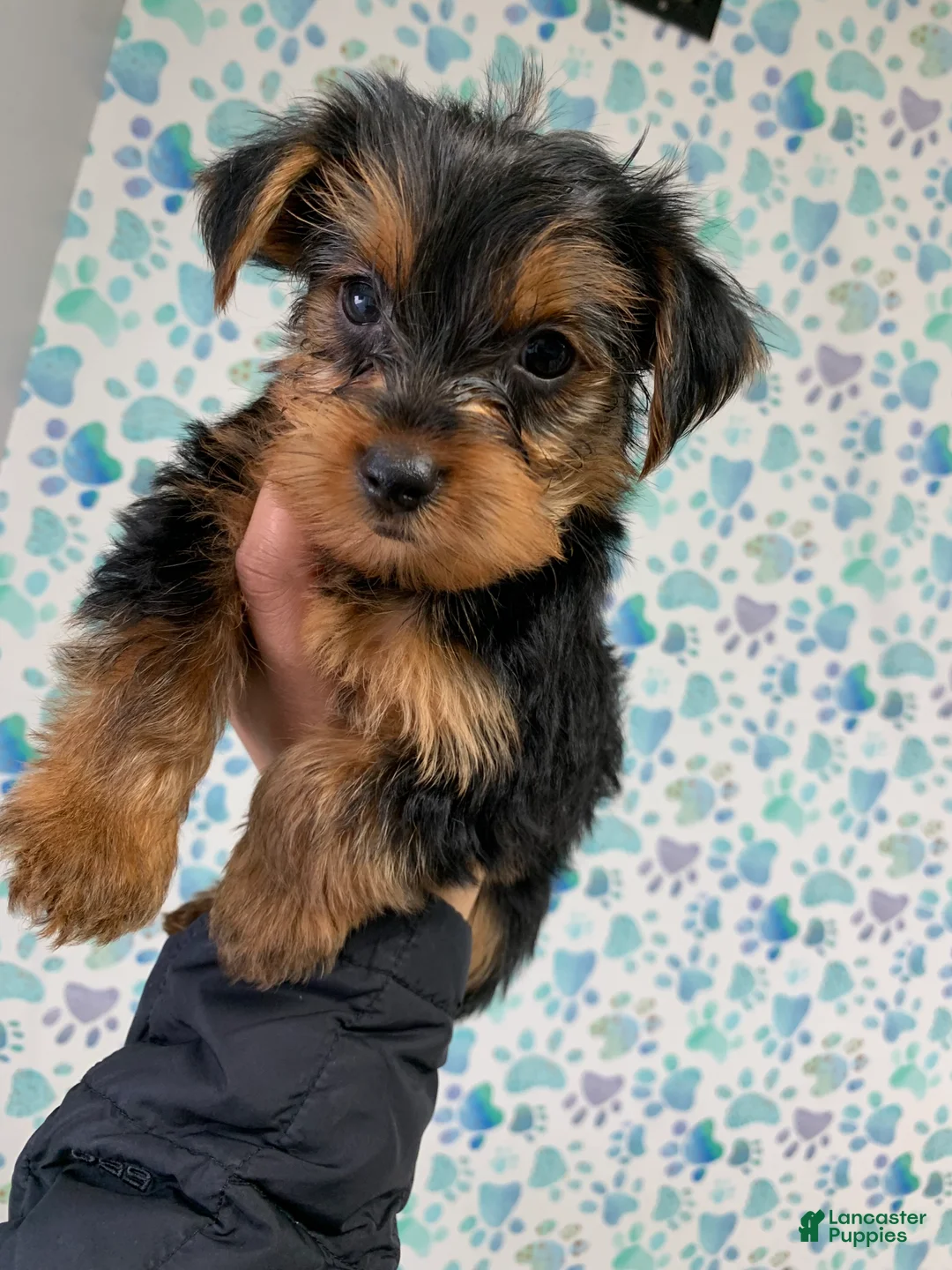 Yorkshire Terrier dogs for sale: Ace - Ad 2