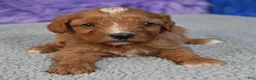 Cavapoo dogs for sale: Cavapoo 1 - Ad 6
