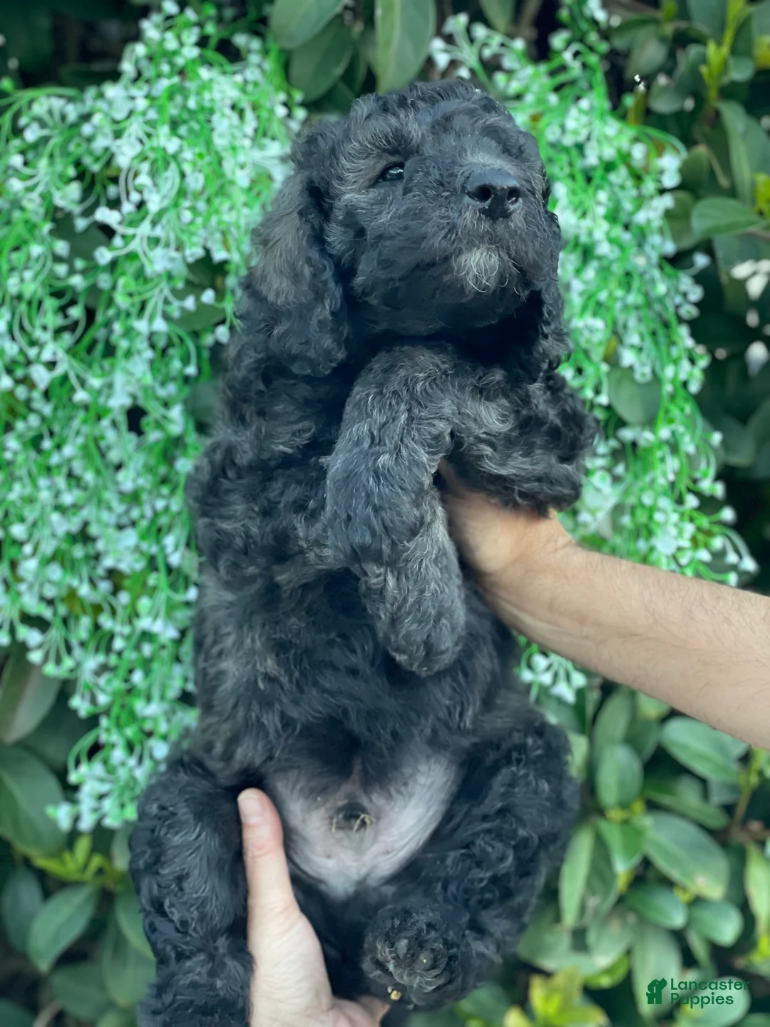 Goldendoodle dogs for sale: Max  - Ad 5