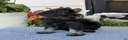 Miniature Schnauzer dogs for sale: Lovely - Ad 9