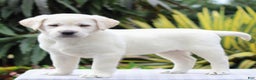 Labrador Retriever dogs for sale: Gemma  - Ad 3