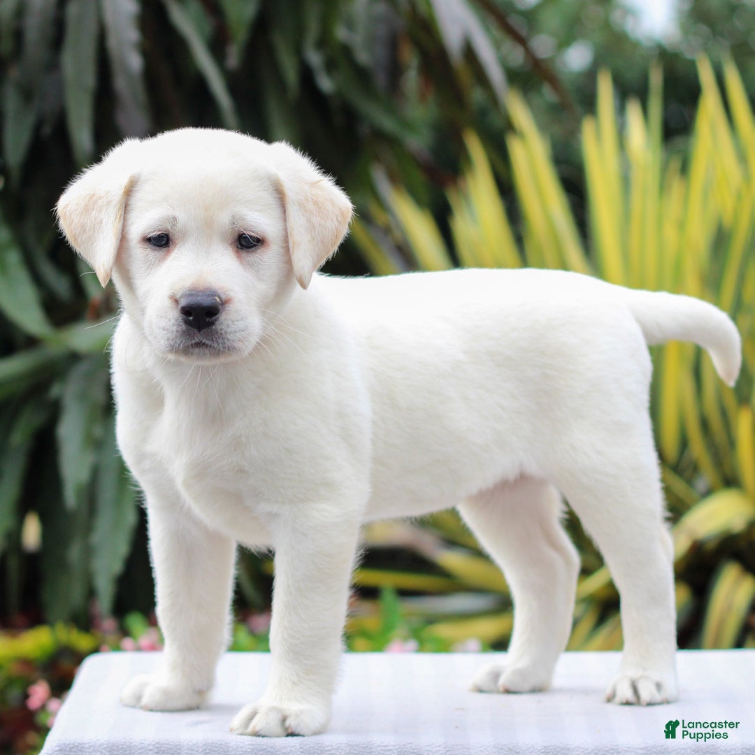 Labrador Retriever dogs for sale: Gemma  - Ad 3