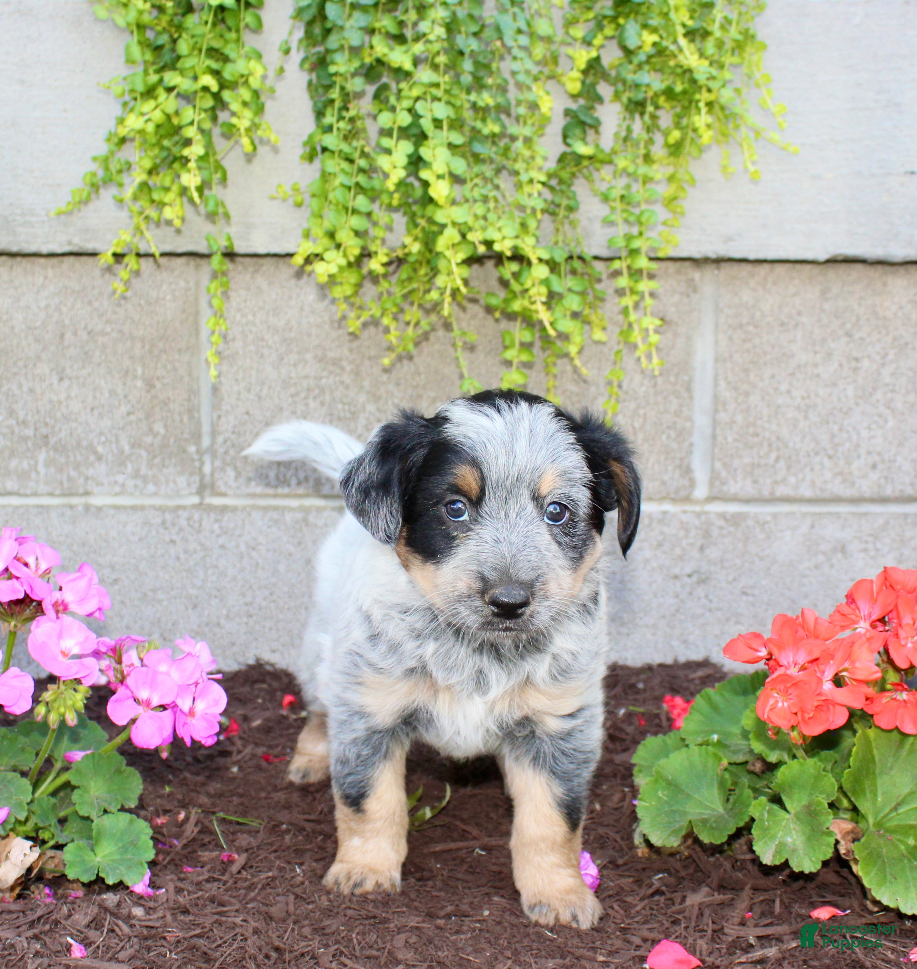 Australian Cattle Dog dogs Boomer - Ad 2