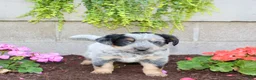 Australian Cattle Dog dogs for sale: Boomer - Ad 2