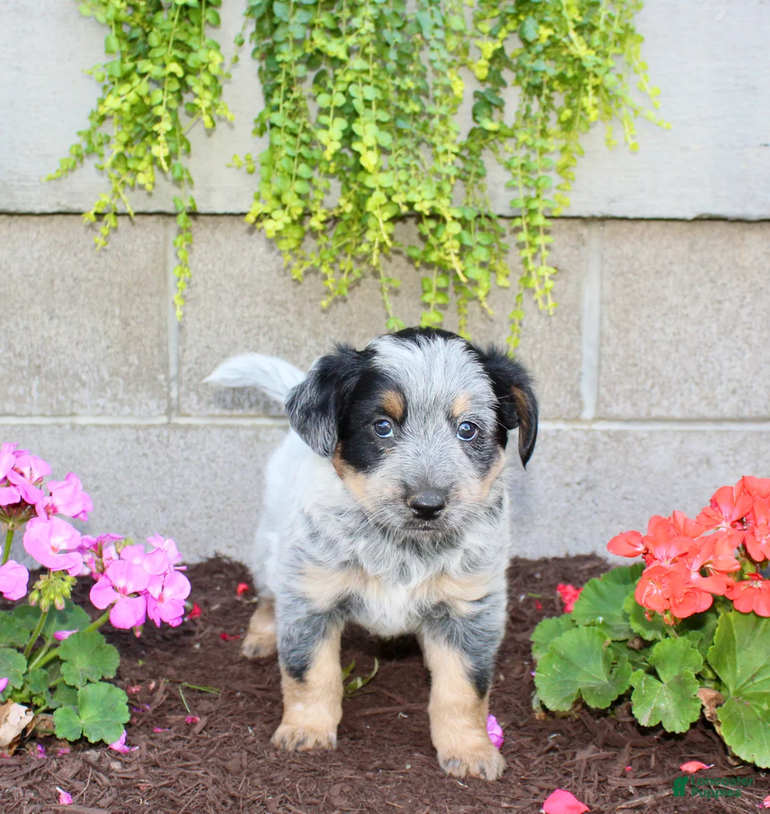 Australian Cattle Dog dogs for sale: Boomer - Ad 2