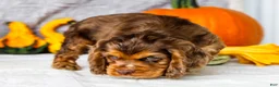 Cocker Spaniel dogs for sale: Polly - Ad 21