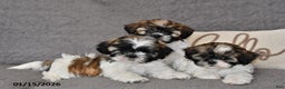 Shih Tzu dogs for sale: Cole - Ad 5