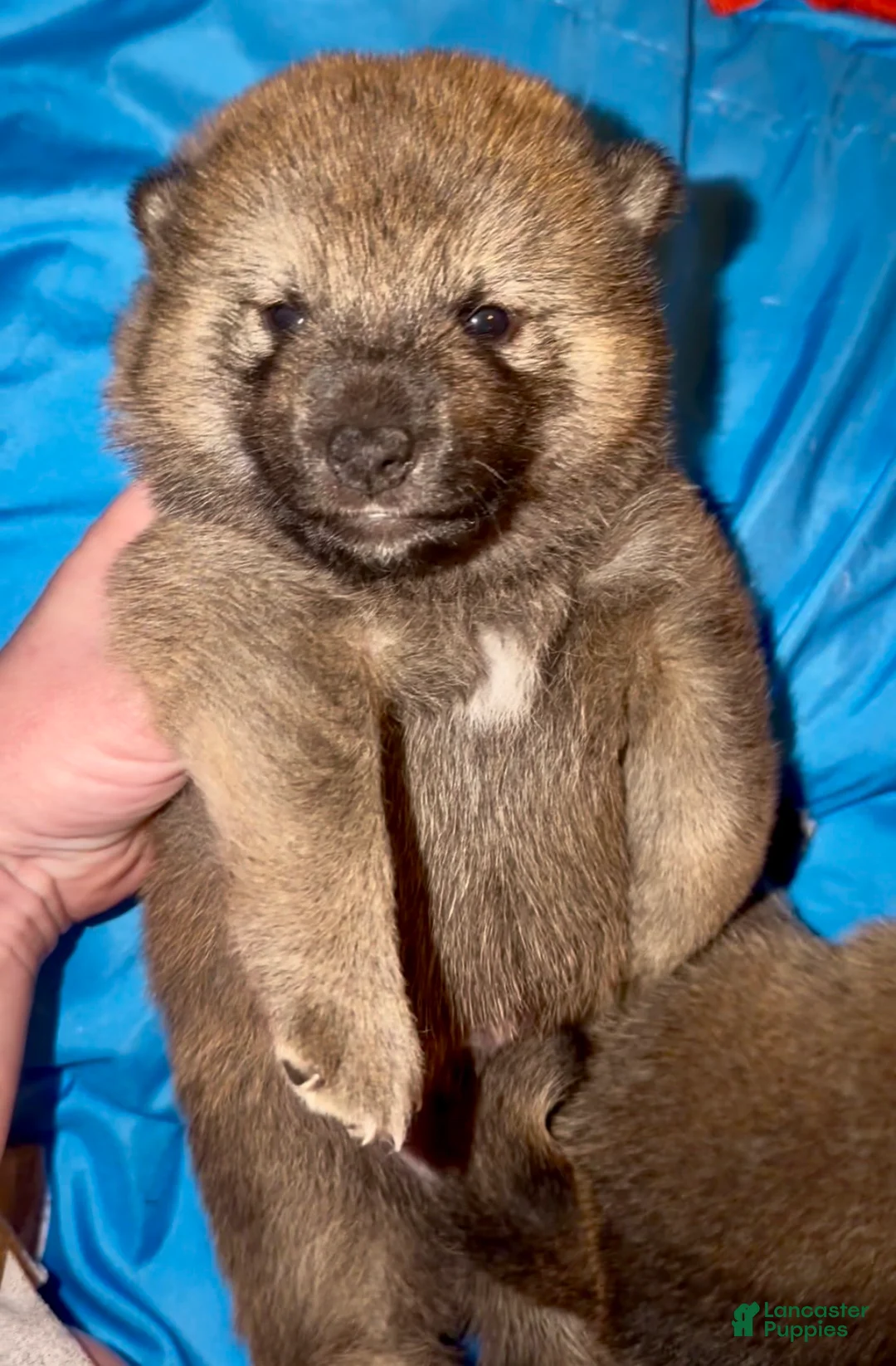 Shiba Inu dogs for sale: Baloo - Ad 2