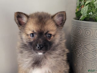 Pomsky dogs Rusty - Ad 2