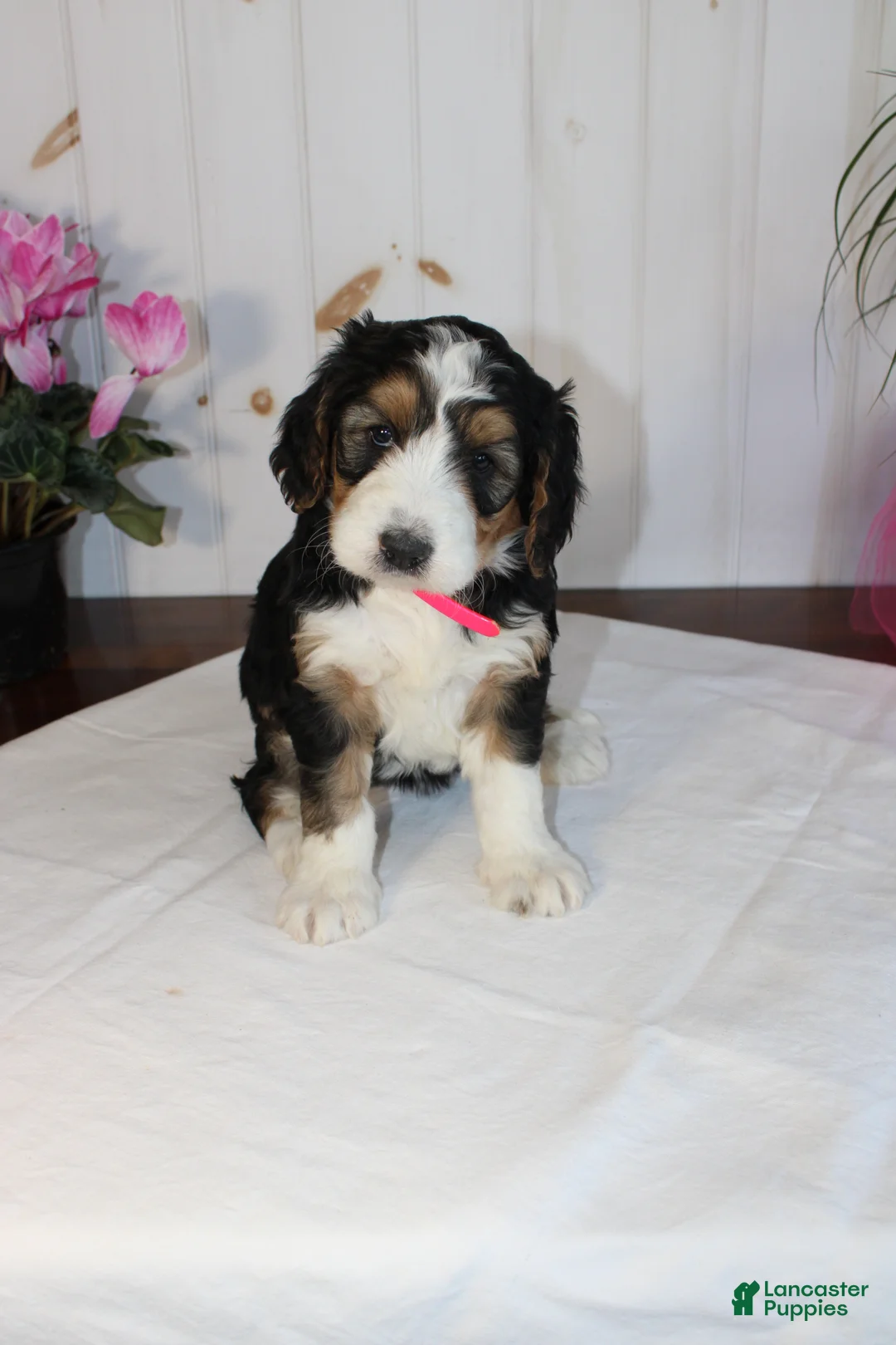 Bernedoodle dogs for sale: Bernedoodle Puppy 5 - Ad 5
