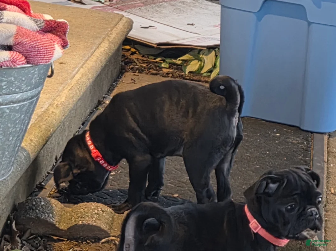 Pug dogs for sale: Maverick  - Ad 2