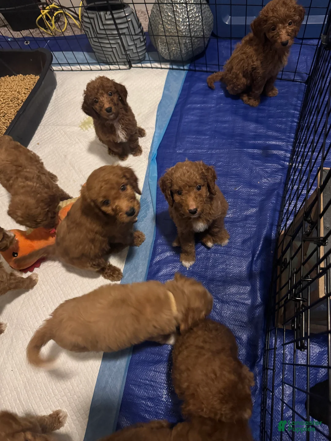 Standard Poodle dogs for sale: Safari  - Ad 2