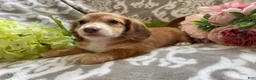Miniature Dachshund dogs for sale: Shane - Ad 4