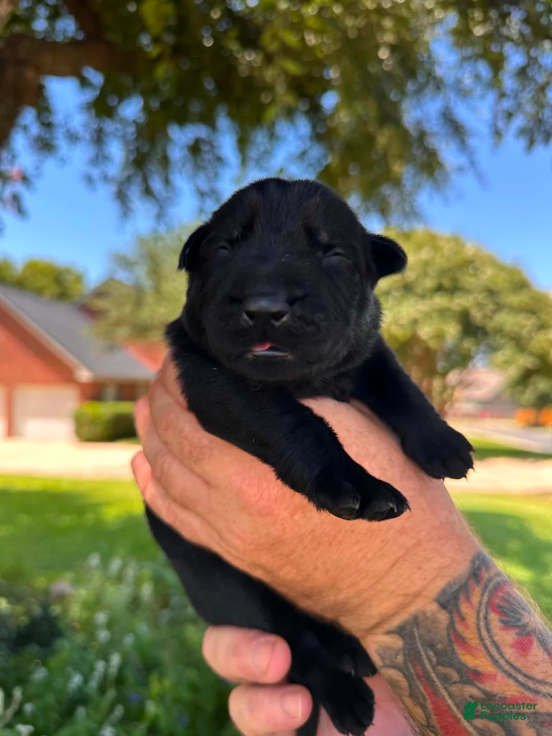 German Shepherd dogs for sale: German Shepherd 4 - Ad 2