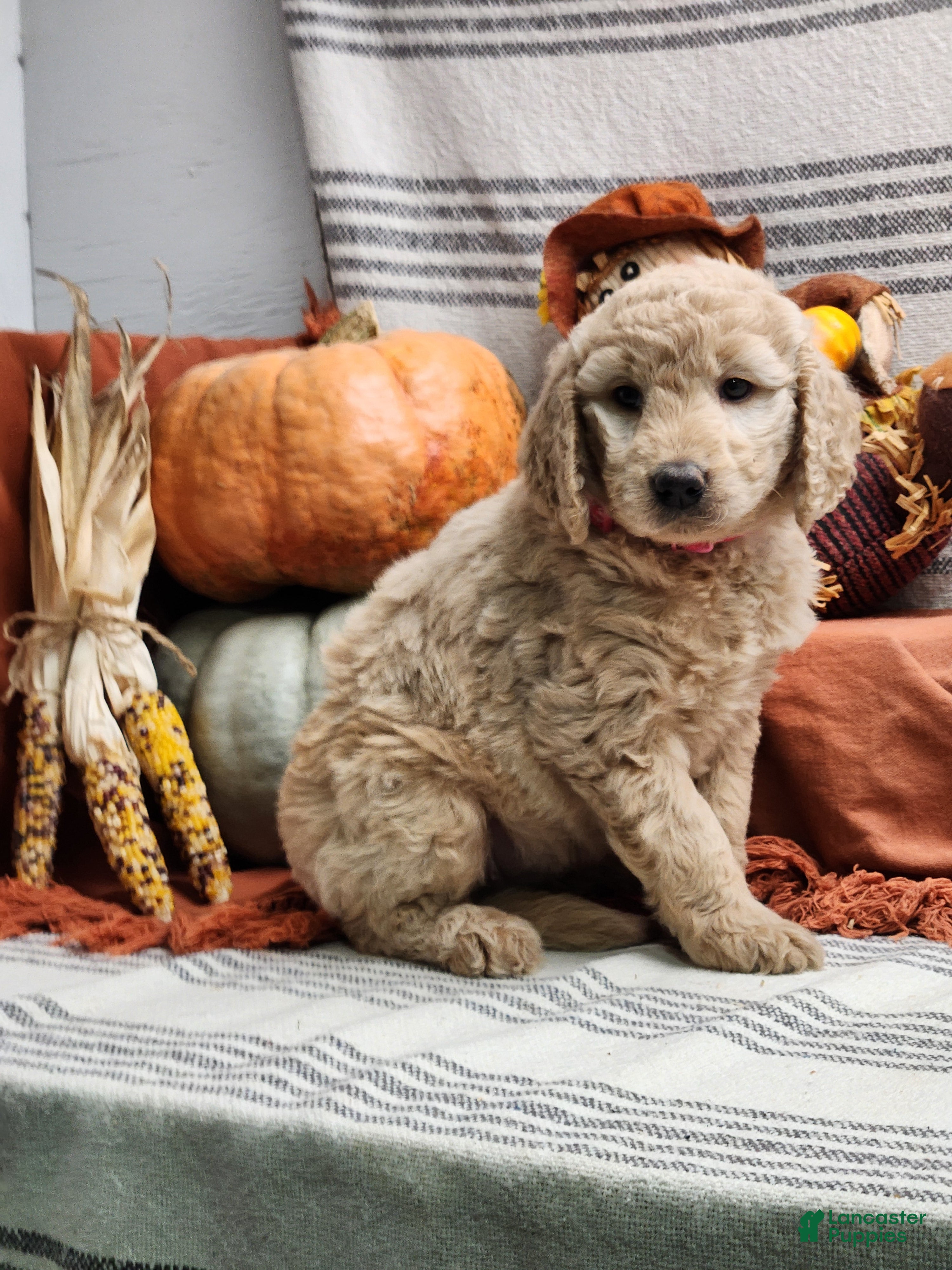 Goldendoodle dogs Mira - Ad 2