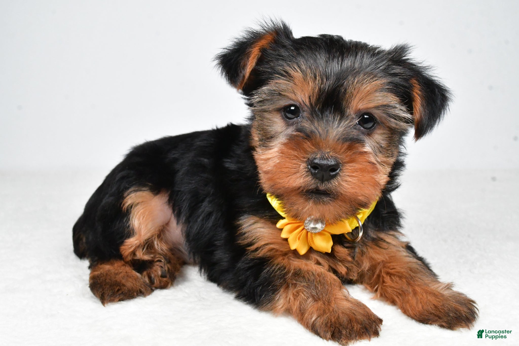 Yorkshire Terrier dogs Bailey - Ad 1