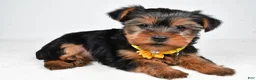 Yorkshire Terrier dogs for sale: Bailey - Ad 1
