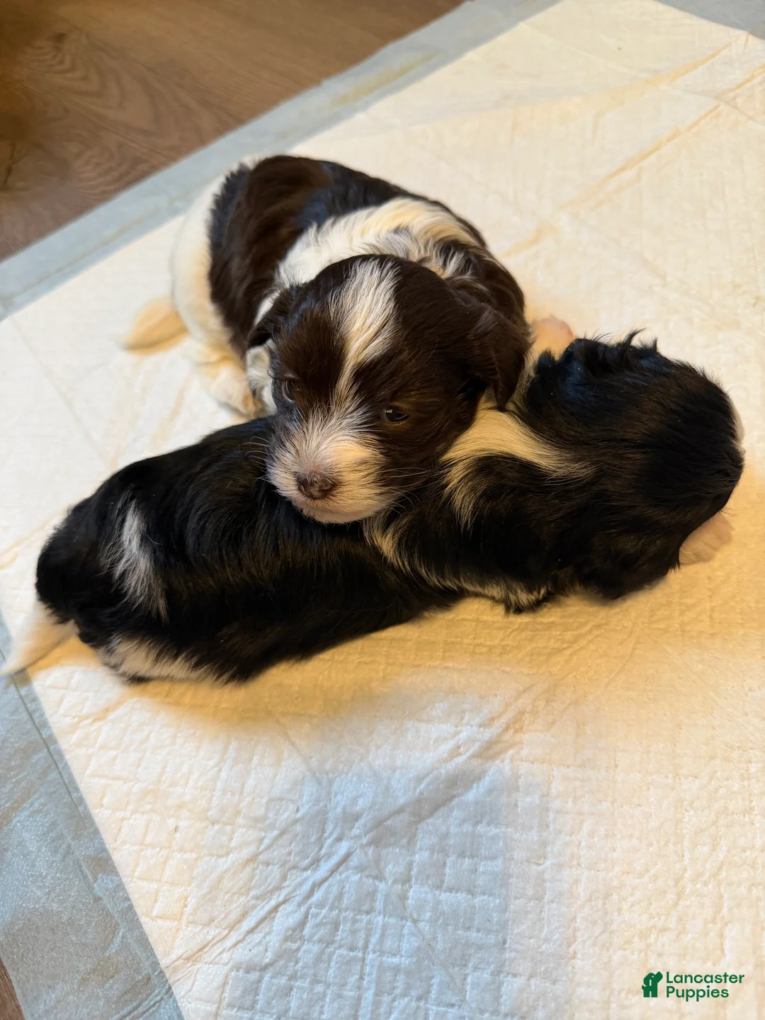 Havanese dogs for sale: Havanese Puppy 2 - Ad 2