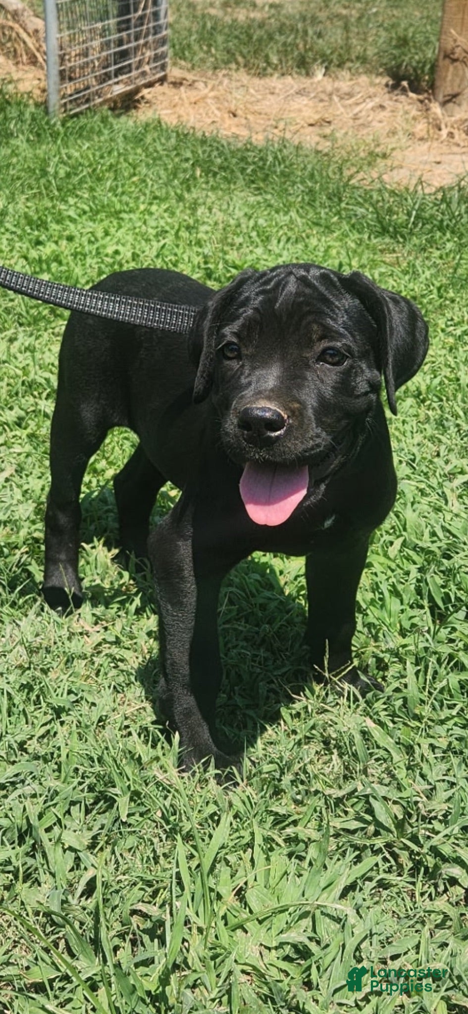 Cane Corso dogs Cane Corso Puppy 7 - Ad 9