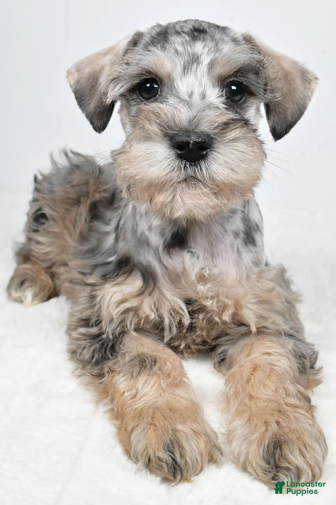 Schnoodle dogs for sale: Marlo - Ad 8