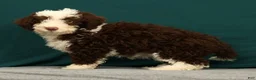 Mini Bernedoodle dogs for sale: Penelope - Ad 3
