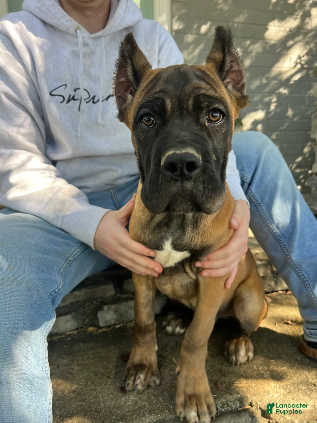 Cane Corso dogs for sale: Green Collar Male - Ad 1