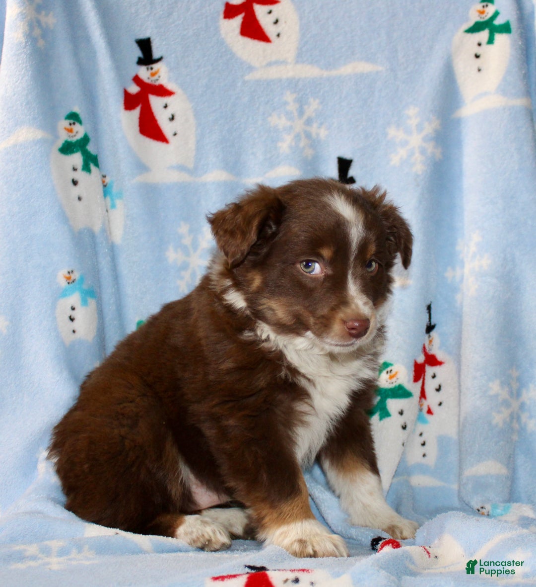 Australian Shepherd dogs for sale: Duke - Ad 5