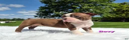 Boston Terrier dogs for sale: Bevy - Ad 3
