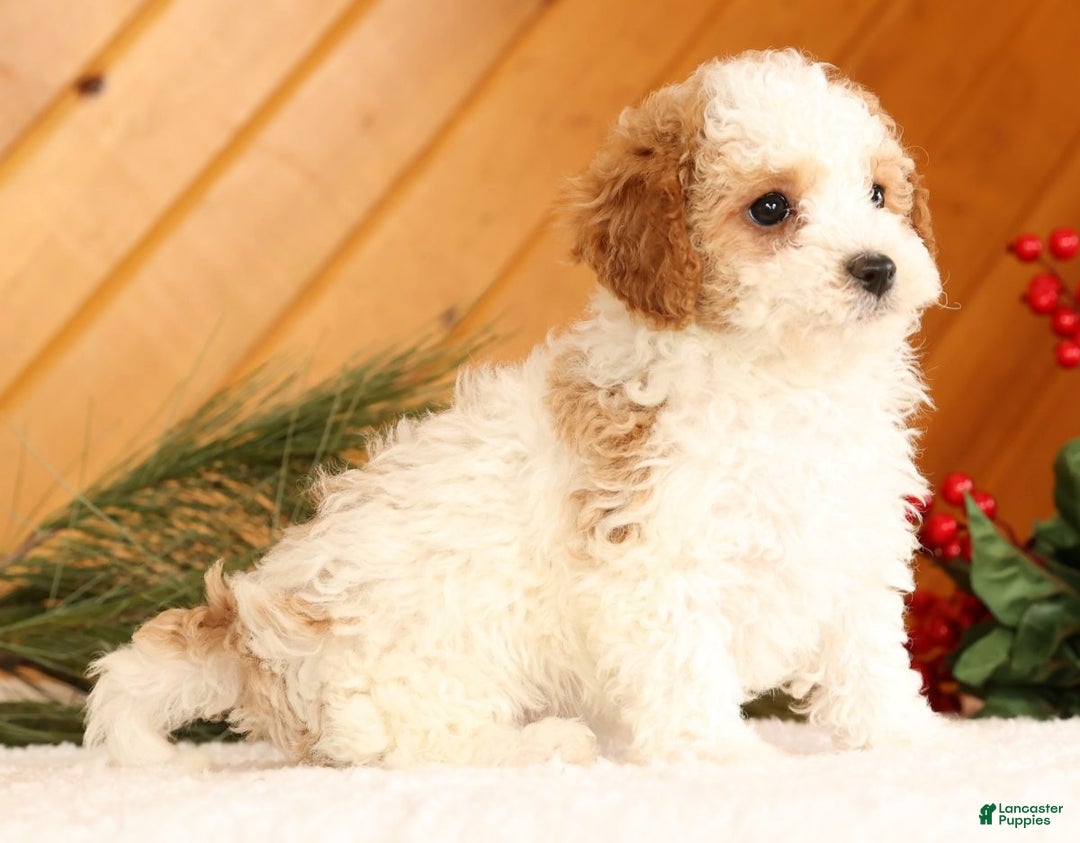Cavapoo dogs for sale: Jenny - Ad 5