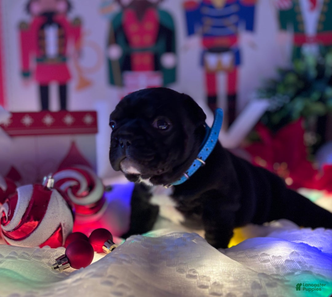 French Bulldog dogs for sale: French Bulldog Puppy 1 - Ad 5