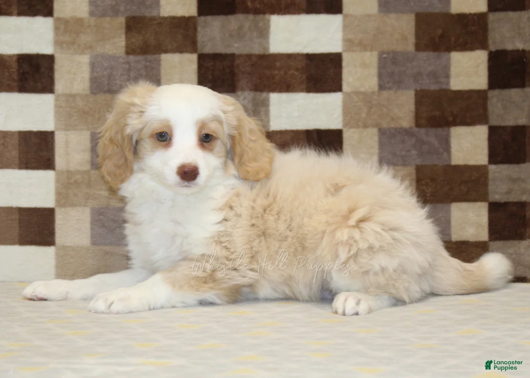 Mini Bernedoodle dogs for sale: Chief - Ad 2