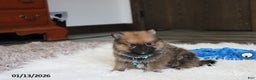 Pomeranian dogs for sale: Asher - Ad 6