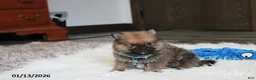 Pomeranian dogs for sale: Asher - Ad 8
