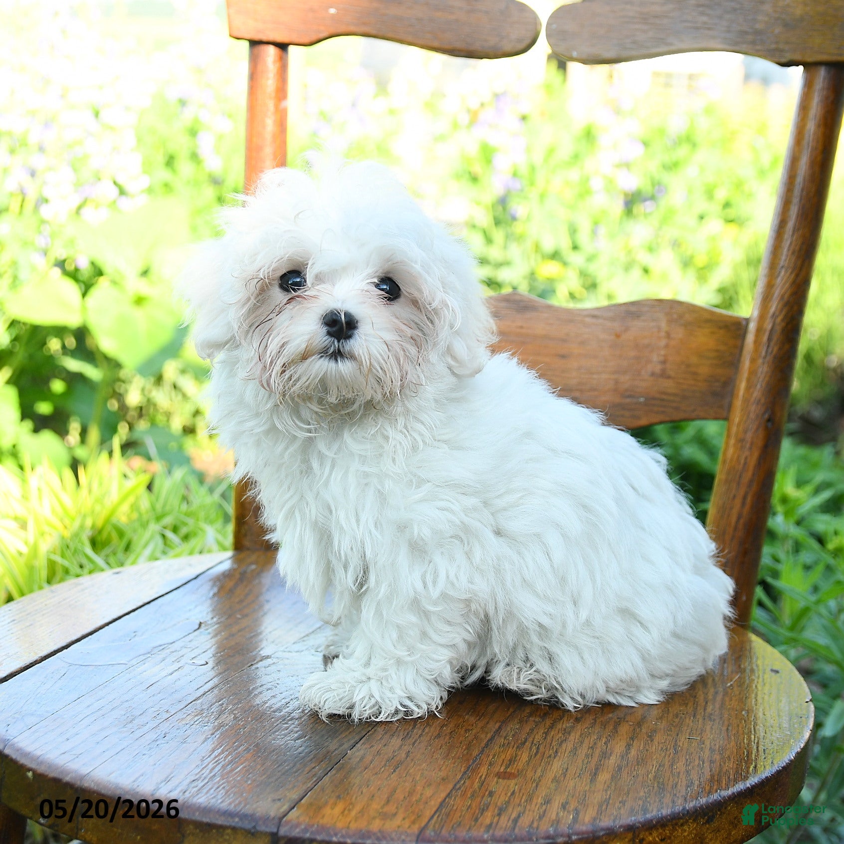 Maltese dogs Snowball - Ad 2