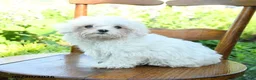 Maltese dogs for sale: Snowball - Ad 2