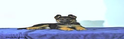 German Shepherd dogs for sale: Romer - Ad 4