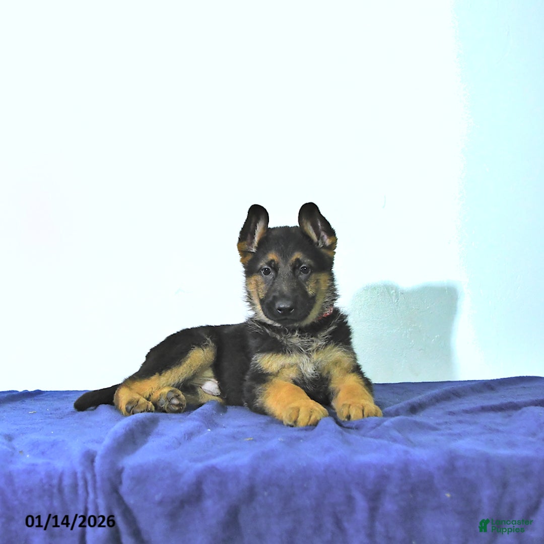 German Shepherd dogs for sale: Romer - Ad 4