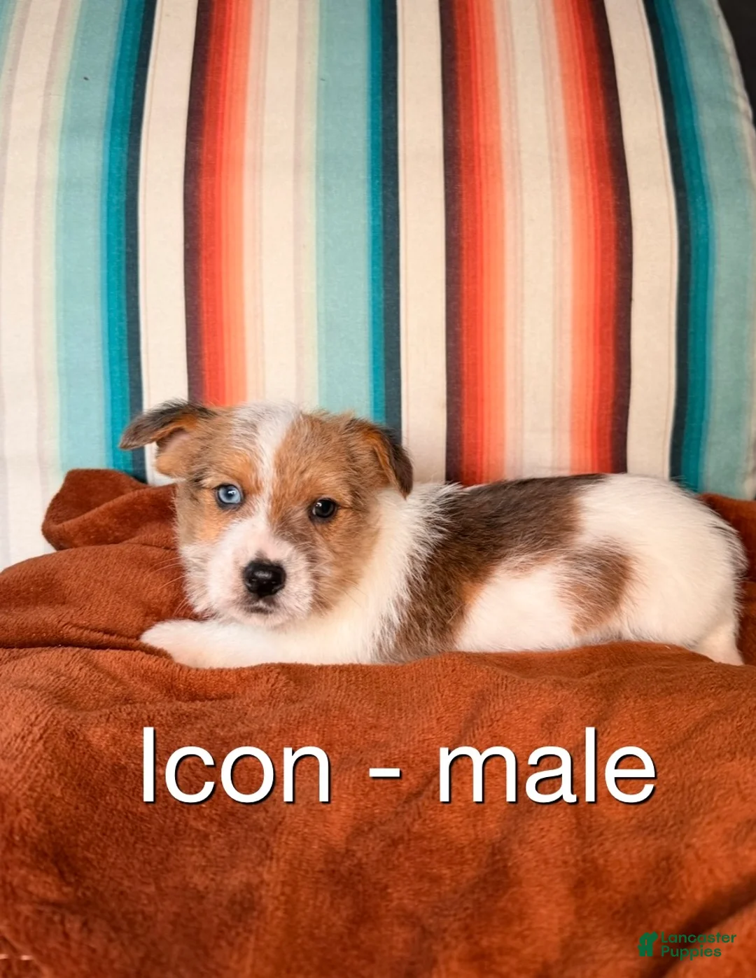 Mixed Breed dogs for sale: Mixed Breed Puppy 2 - Ad 1