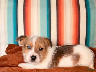 Mixed Breed dogs Mixed Breed Puppy 2 - Ad 38