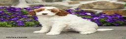 Mini Goldendoodle dogs for sale: Sophia - Ad 5