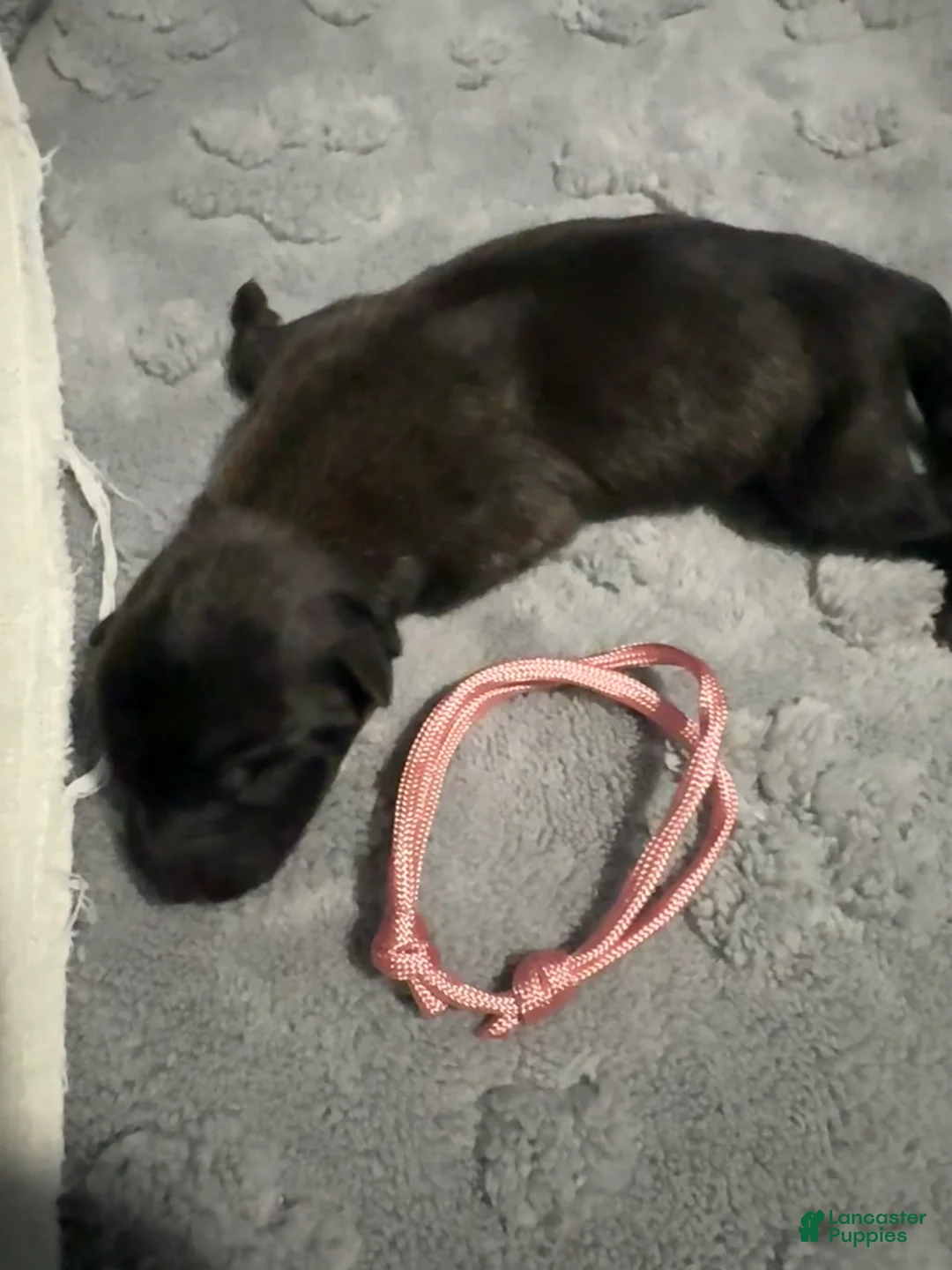Belgian Malinois dogs for sale: Pink Collar - Ad 1