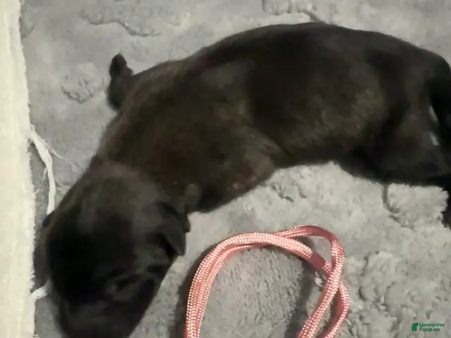 Belgian Malinois dogs for sale: Pink Collar - Ad 1