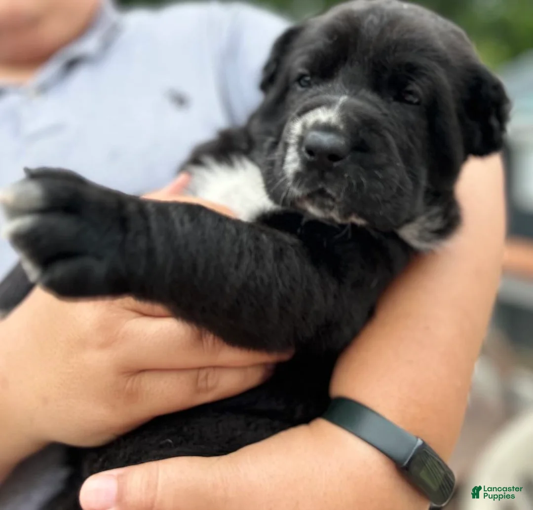 Gallery Image {{count}}