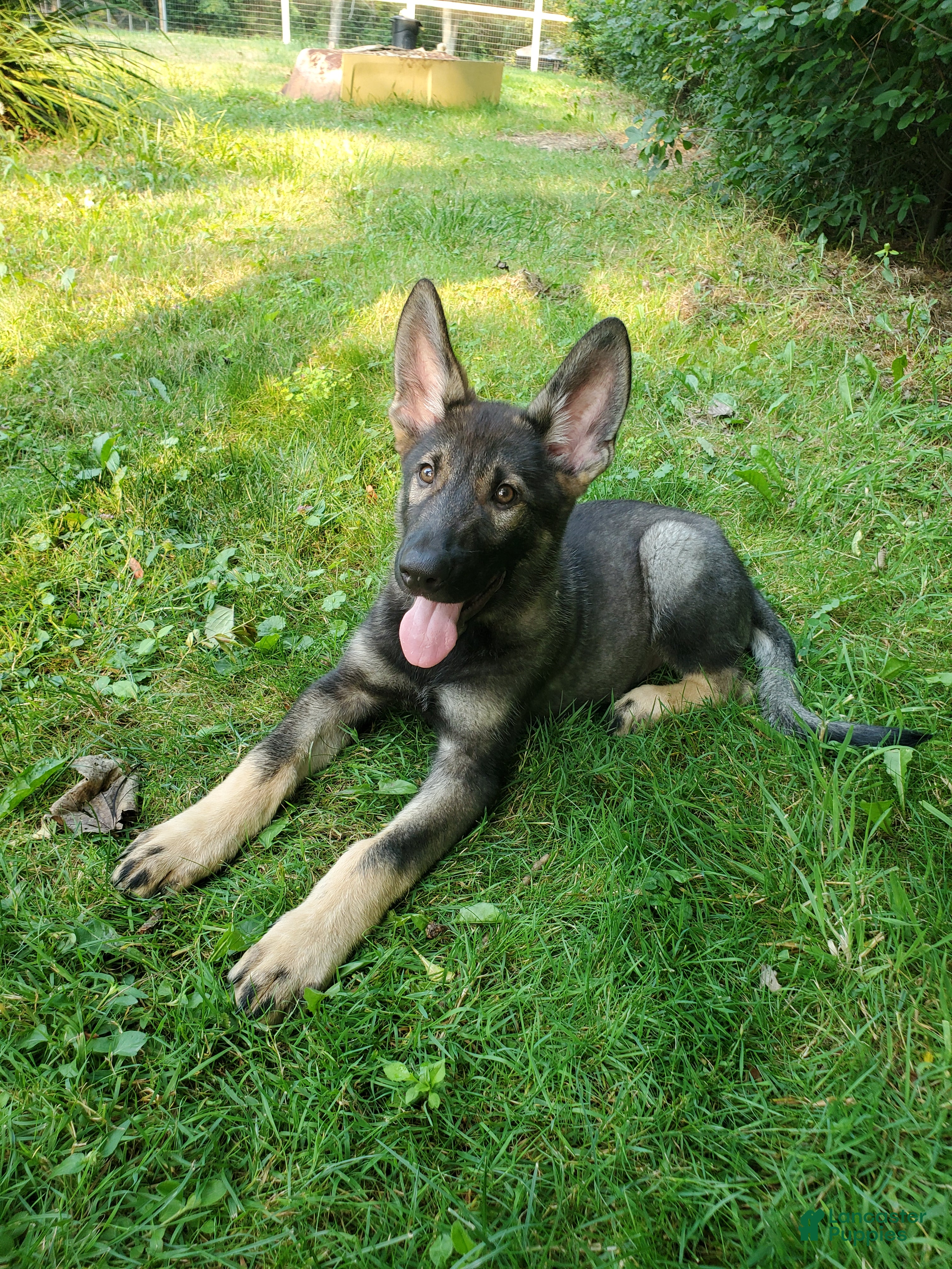 Mixed Breed dogs Odin - Ad 2