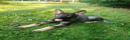 Mixed Breed dogs for sale: Odin - Ad 2