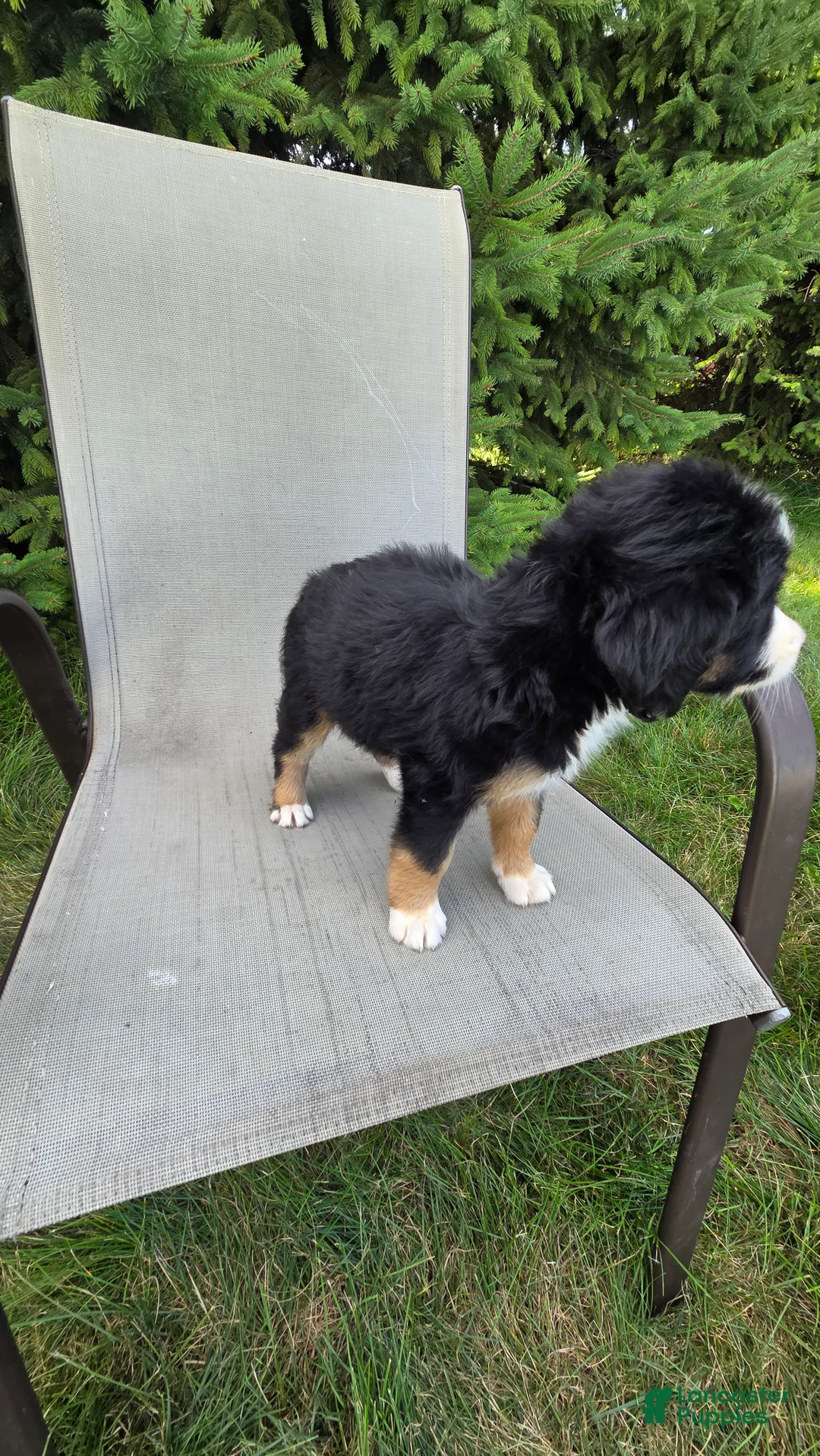 Bernedoodle dogs for sale: Bernedoodle Gold - Ad 7