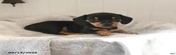 Mixed Breed dogs for sale: Odie - Ad 3