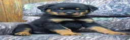 Rottweiler dogs for sale: Grant - Ad 3