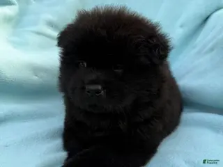 Chow Chow dogs Kolohe - Ad 28