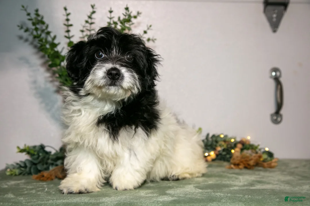 Aussiedoodle dogs for sale: Riley - Ad 2